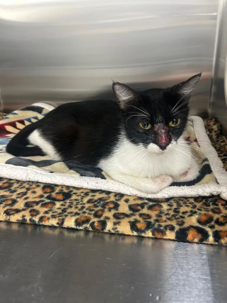 An adult medium-sized female American Shorthair cat named Orietta for adoption in Seven Points, TX