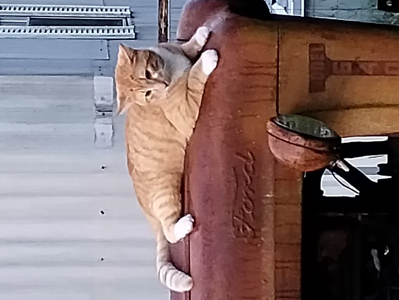 A young small-sized male yellow tabby with light stripes American Shorthair cat named Zilla for adoption in Turbeville, South Carolina