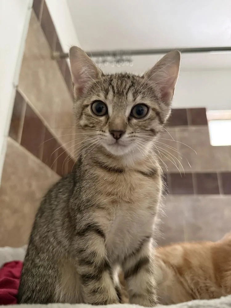 A baby small-sized female Domestic Short Hair cat named Dippin Dots for adoption in Dallas, TX