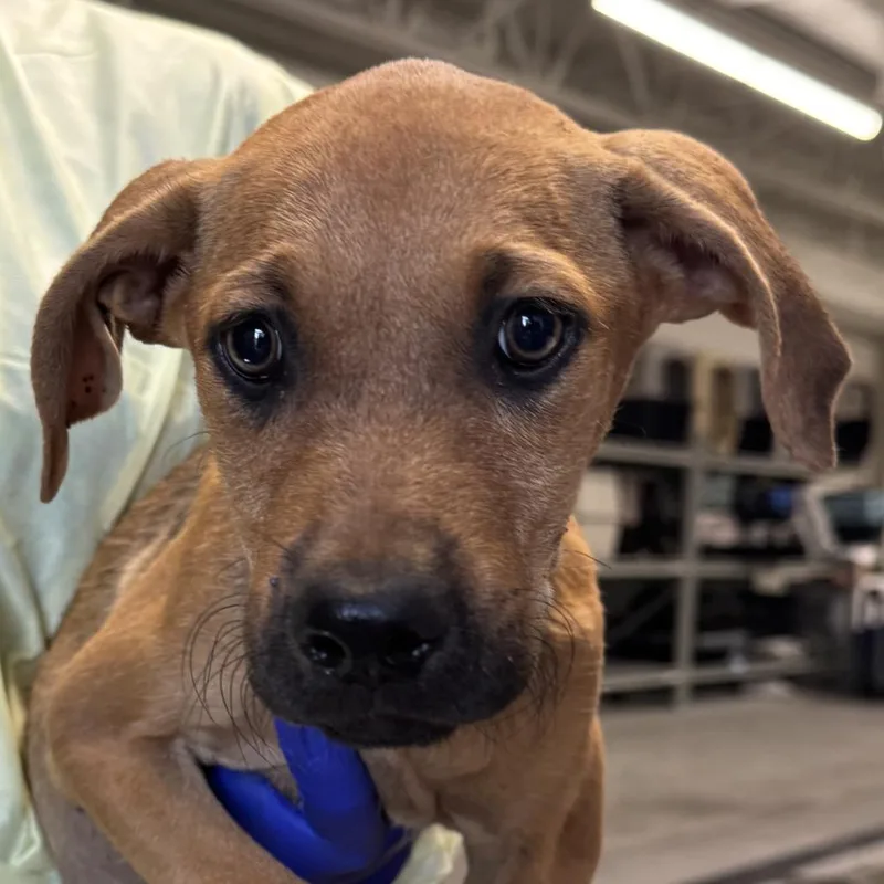 A baby small-sized female Brown / Chocolate Mixed Breed dog named Regina for adoption in Las Cruces, NM