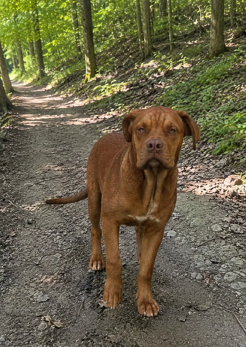 A young large-sized male Fawn Dogue de Bordeaux dog named LOUiE for adoption