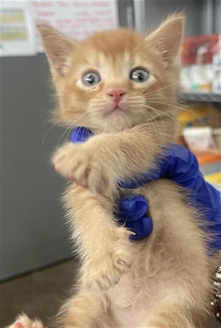 A baby medium-sized male Domestic Short Hair cat named Flounder for adoption in Dallas, TX