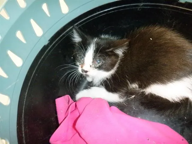 A baby small-sized female Domestic Medium Hair cat named Melon for adoption in San Jose, CA