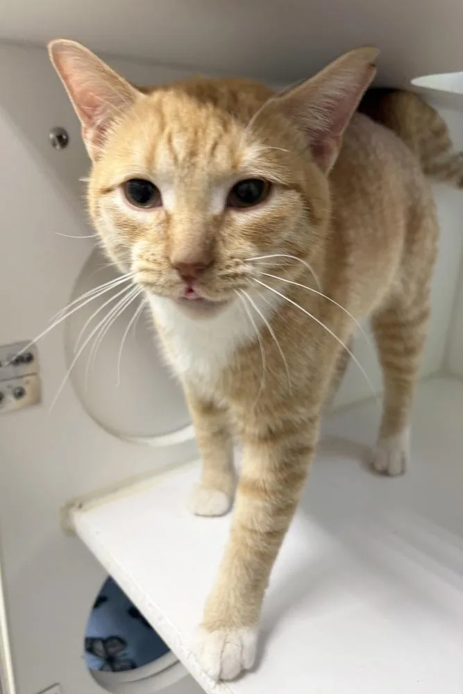 An adult medium-sized male Orange & White Domestic Short Hair cat named Omelette for adoption in Rochester, IN