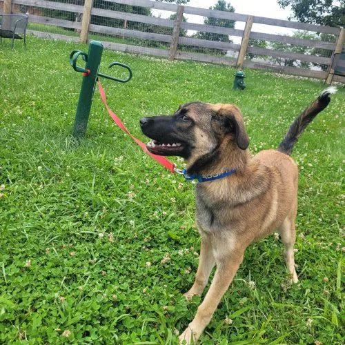 A baby medium-sized female Yellow / Tan / Blond / Fawn German Shepherd Dog dog named Coco  D for adoption in Frankfort, KY