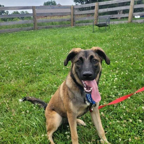 Coco  D thumbnail 4