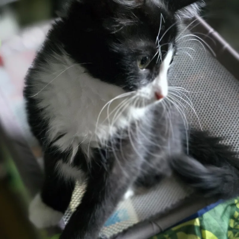 A baby small-sized female Domestic Short Hair cat named Valentina for adoption in Eagan, MN