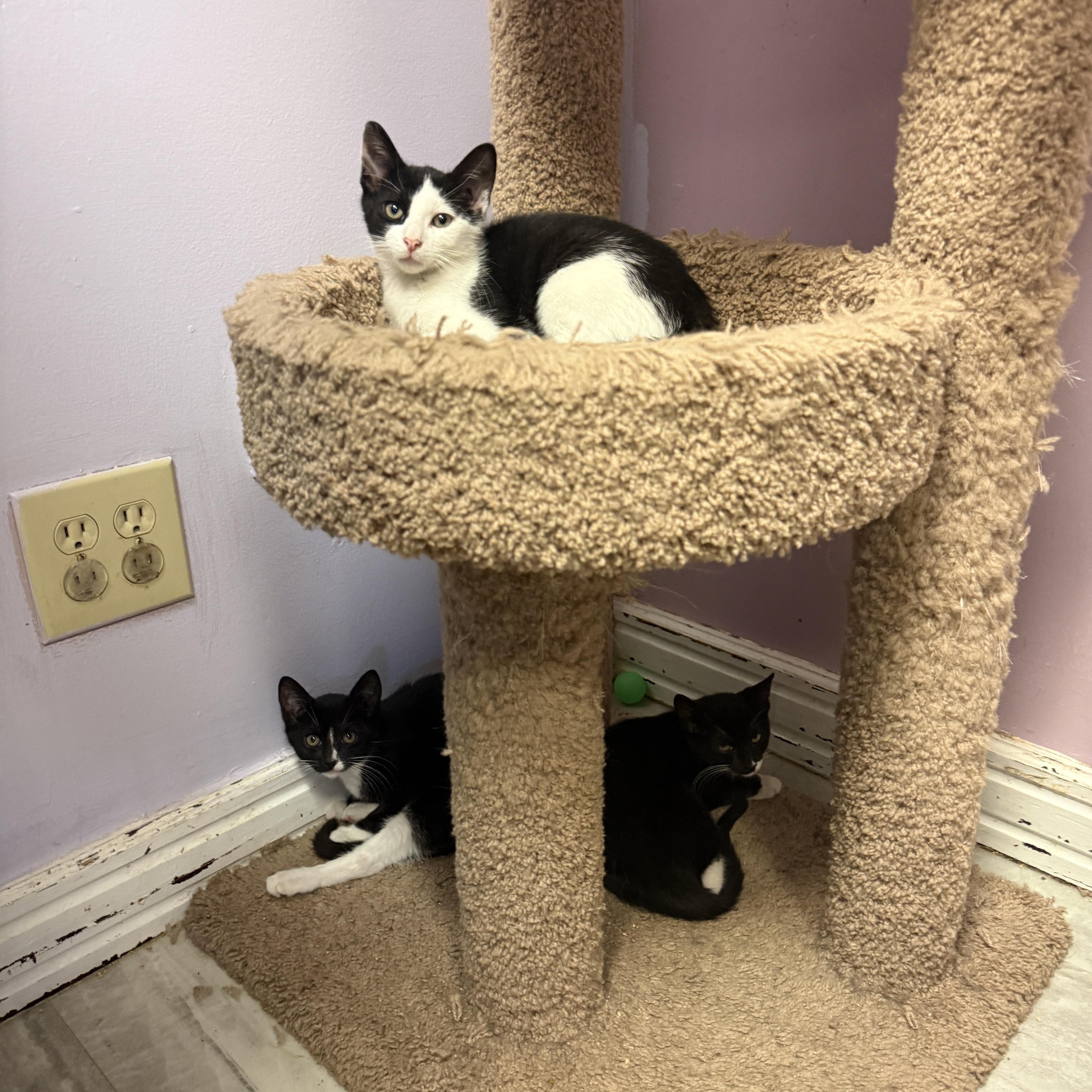 A baby small-sized male Domestic Short Hair cat named Oreo for adoption in Freeport, NY