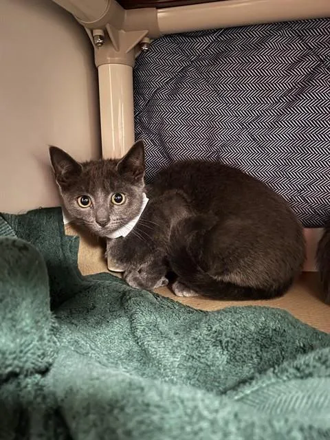 Lucille