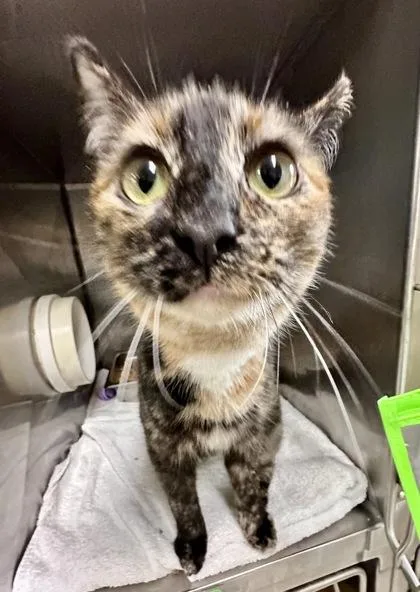 A young medium-sized female Tortoiseshell Domestic Short Hair cat named Clementine for adoption in Athens, GA