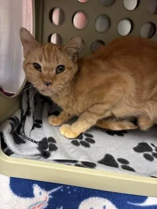An adult medium-sized male Domestic Short Hair cat named Pikachu for adoption in Lafayette, IN