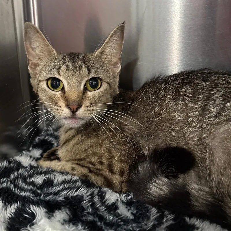 An adult medium-sized female Buff / Tan / Fawn Domestic Short Hair cat named Lynx for adoption in Fairmont, WV