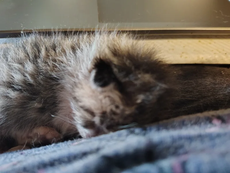 A baby small-sized male Brown Tiger and White American Shorthair cat named Professor Harold Hill for adoption