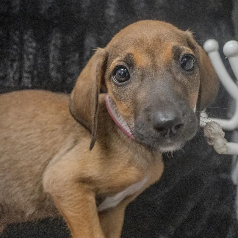 A baby small-sized female Yellow / Tan / Blond / Fawn Hound dog named Churro for adoption in Pawling, NY