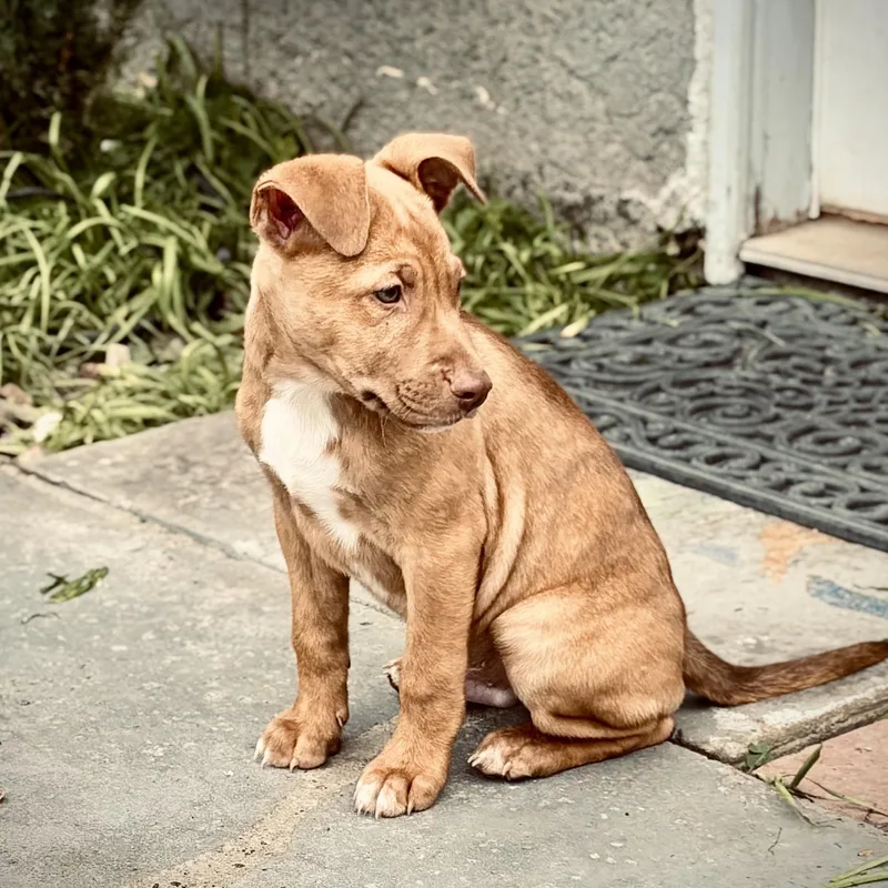 A baby medium-sized male German Shepherd Dog dog named Acorn for adoption in Los Angeles, CA