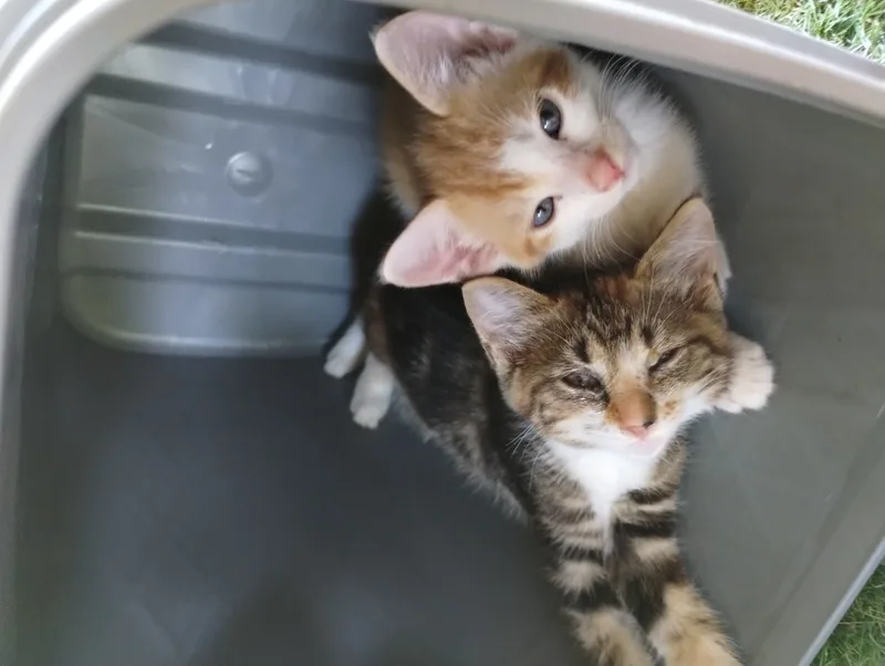 A baby small-sized female orange and white American Shorthair cat named Fig for adoption