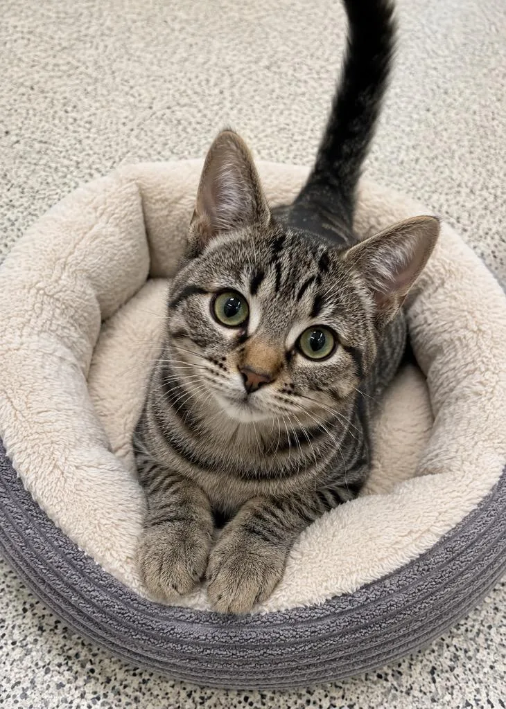 A baby medium-sized female Domestic Short Hair cat named Sultana for adoption in Fort Lupton, CO
