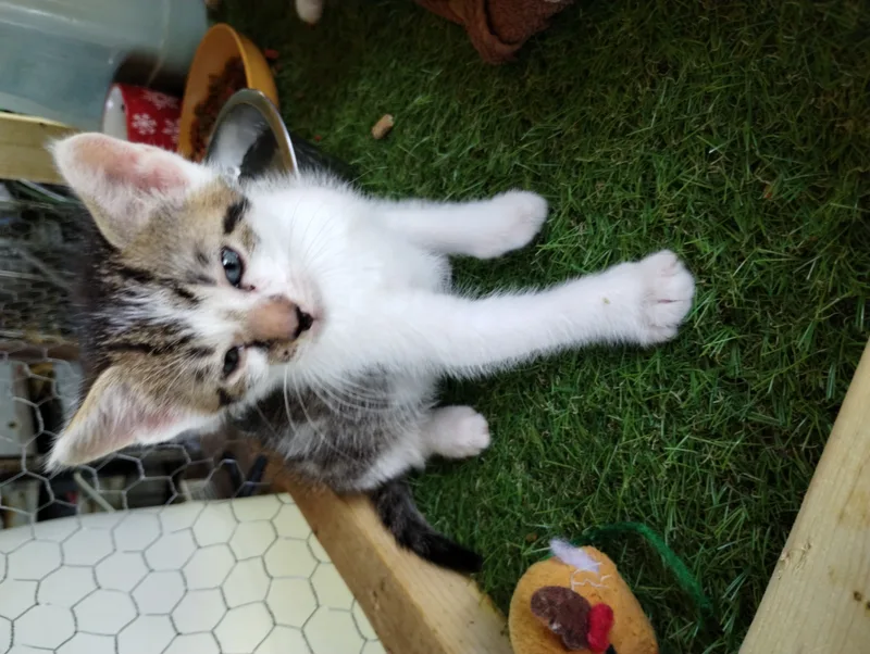 A baby small-sized female brown with black stirpes and white American Shorthair cat named Helen for adoption
