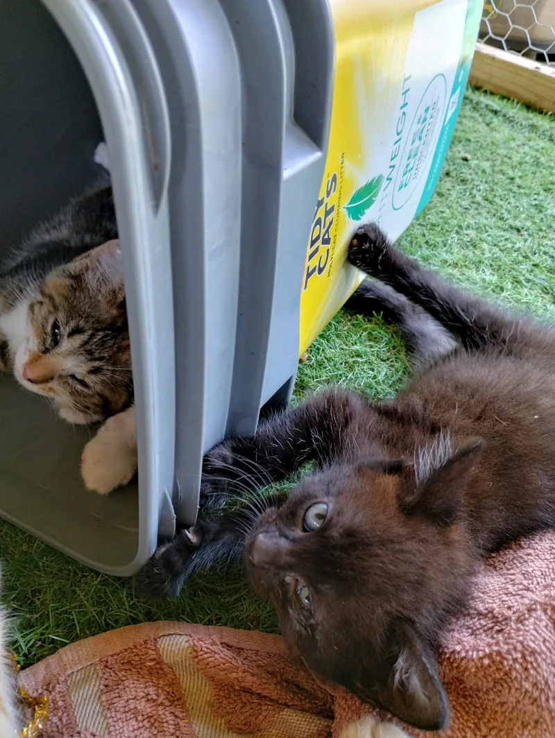 A baby small-sized female Black with white vest American Shorthair cat named Bandit for adoption