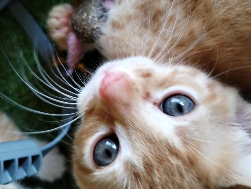 A baby small-sized male orange with ginger stripes American Shorthair cat named Paul for adoption