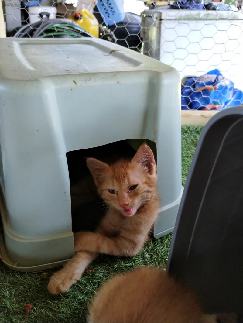 A baby small-sized male orange and darker ginger stripes American Shorthair cat named Peter for adoption