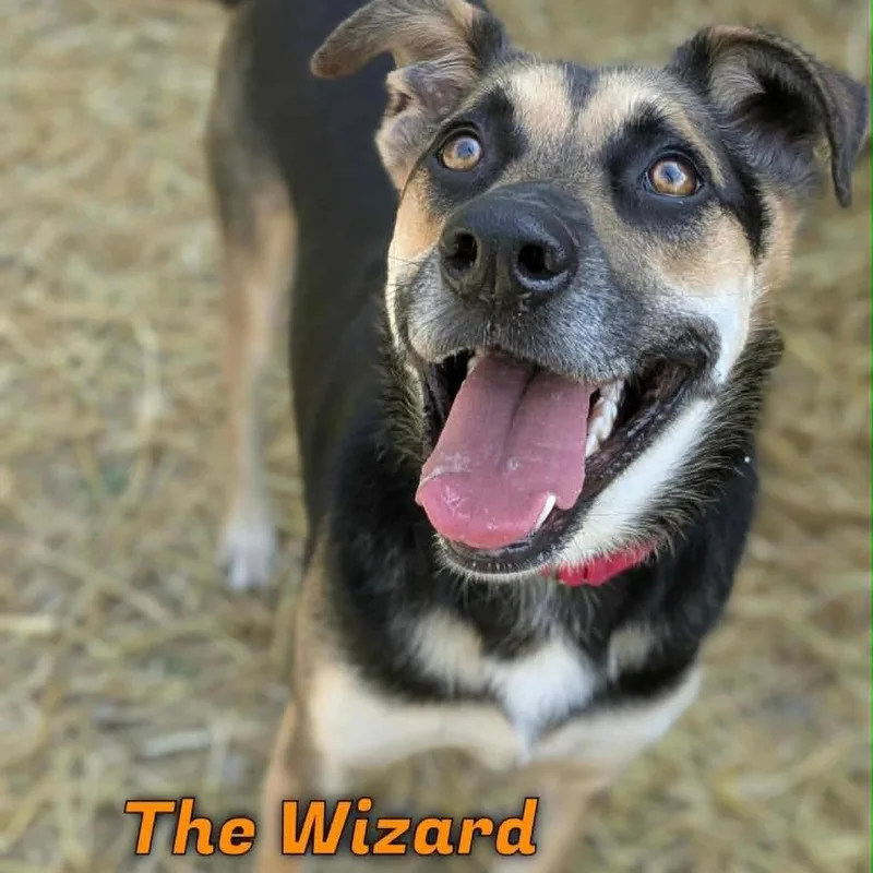 The Wizard