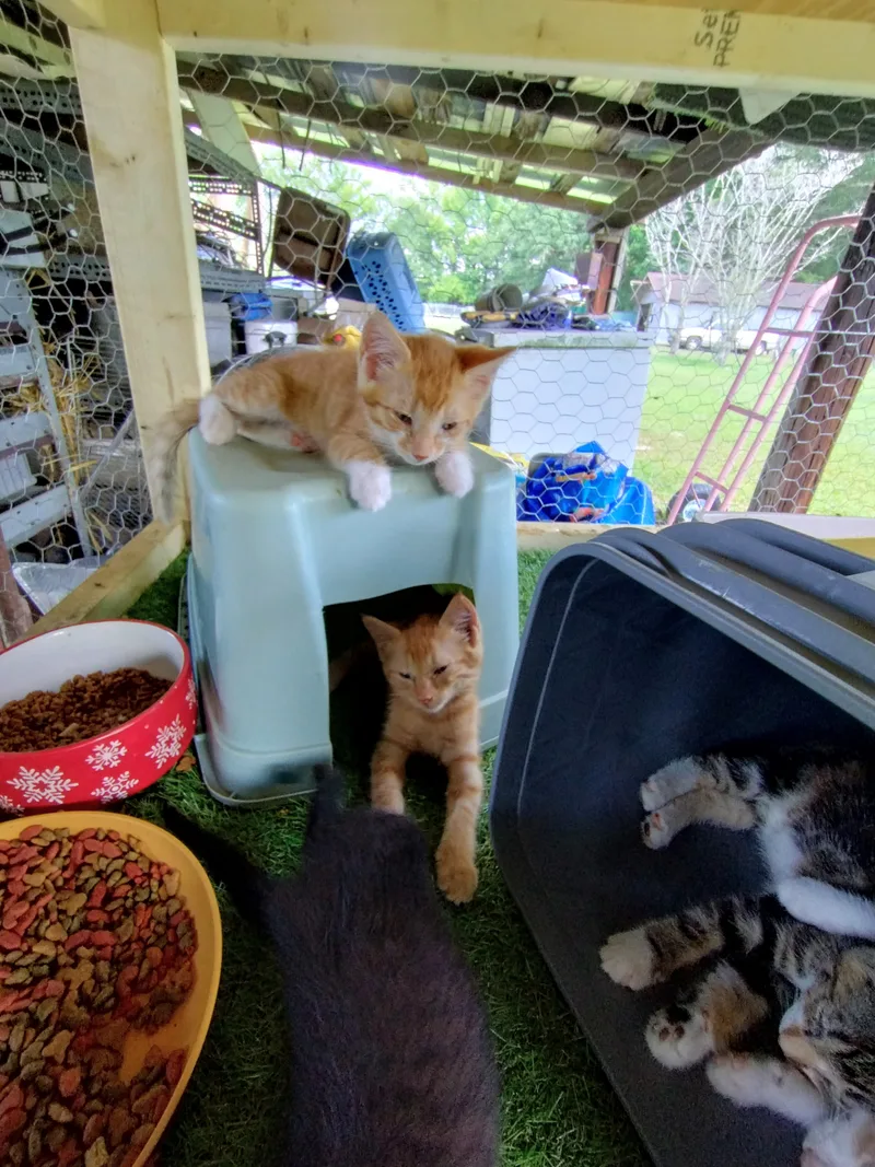 A baby small-sized male orange and ginger striped with white socks and face American Shorthair cat named Puff the dragon for adoption