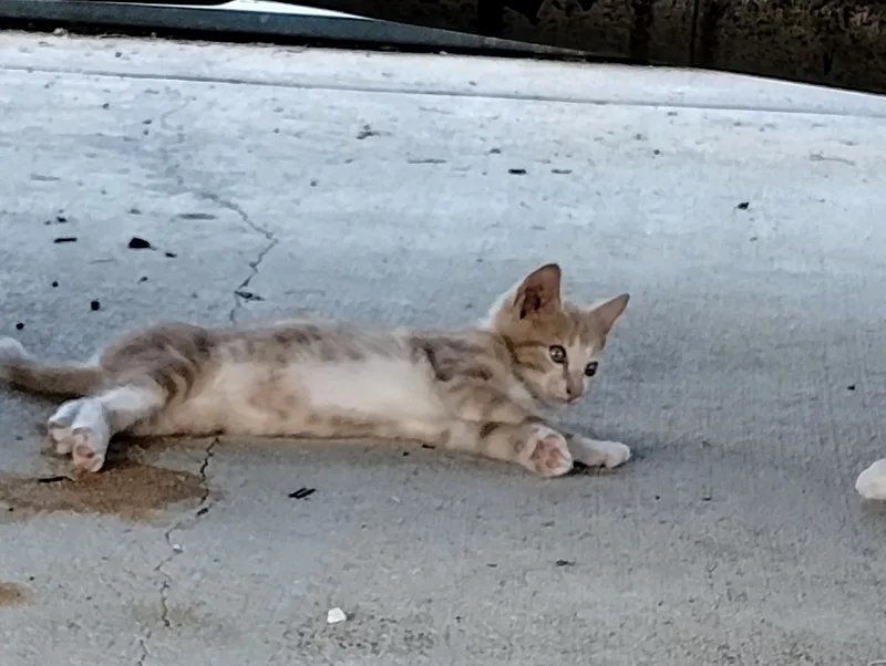 A baby small-sized female blonde and white American Shorthair cat named Pumpkin for adoption