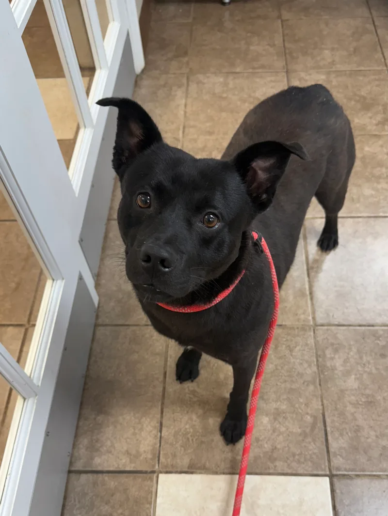 A young medium-sized male Black Mixed Breed dog named Batman for adoption