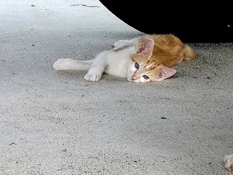 A baby small-sized male white with orange American Shorthair cat named Spice for adoption