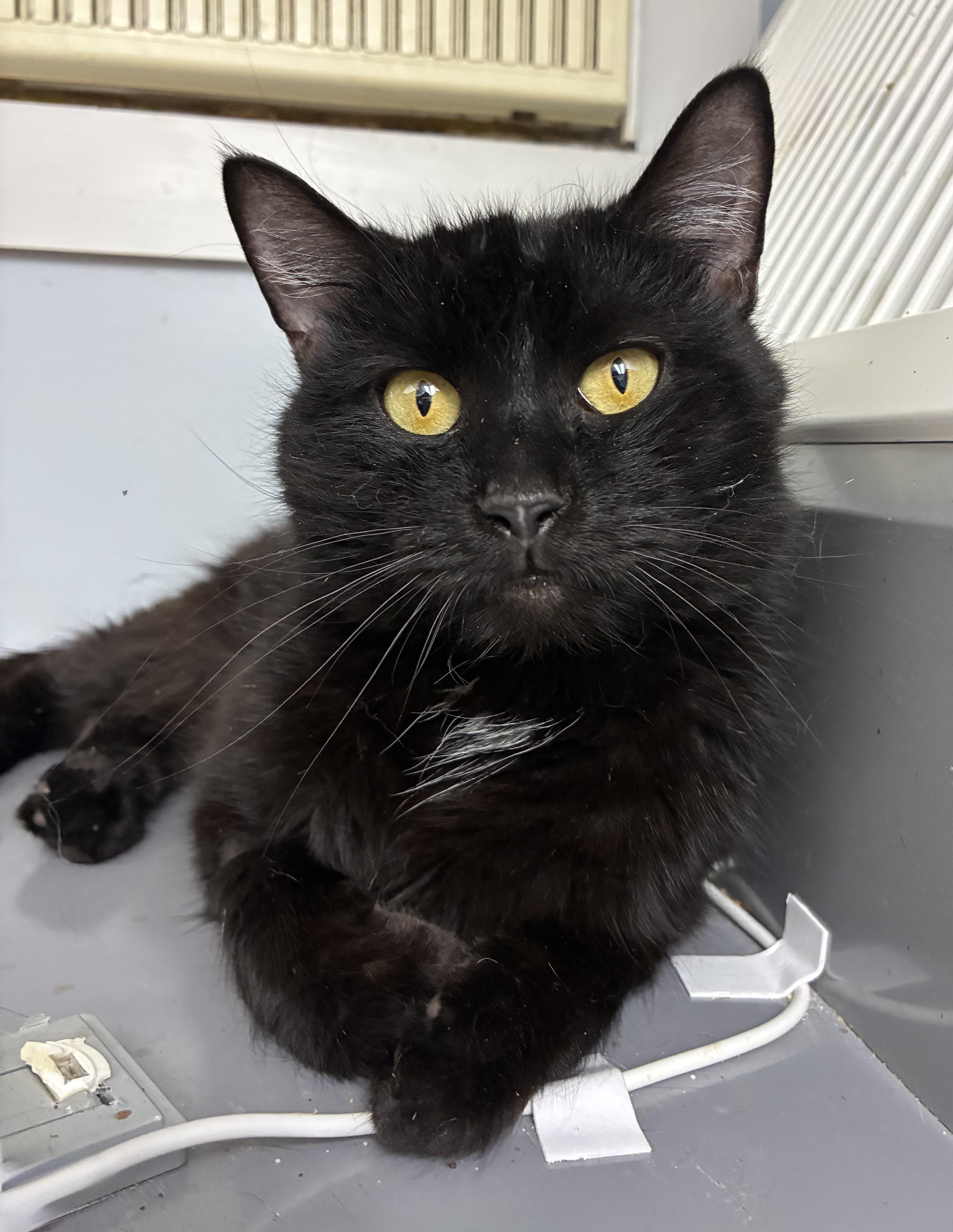 An adult large-sized male Black Domestic Short Hair cat named Zamboni for adoption in Breinigsville, PA