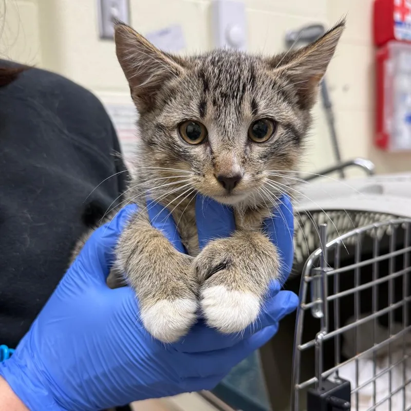A baby small-sized male Brown / Chocolate Domestic Short Hair cat named Candy Corn for adoption in Charlottesville, VA