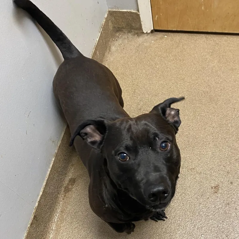 An adult medium-sized male Black Mixed Breed dog named Midnight for adoption in Chattanooga, TN