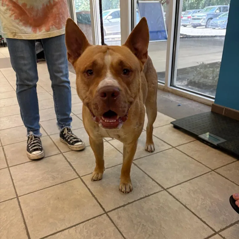 An adult large-sized male Yellow / Tan / Blond / Fawn Mixed Breed dog named ndAveune for adoption in Columbus, GA