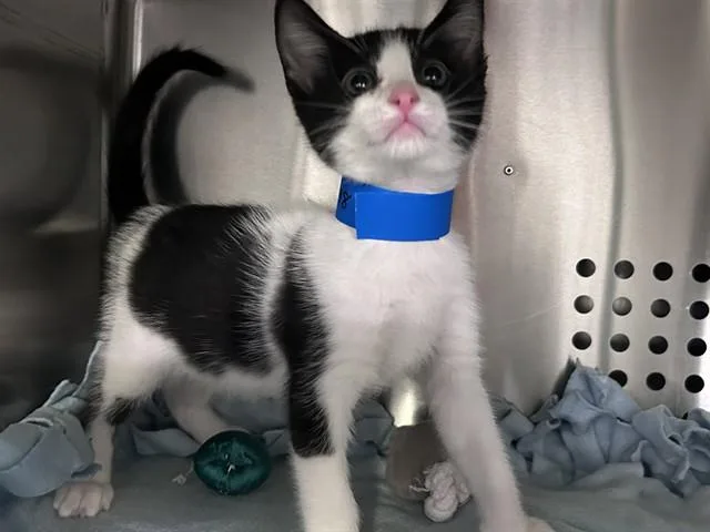 A baby small-sized male Domestic Short Hair cat named Niles for adoption in Rancho Cucamonga, CA