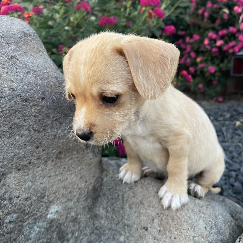 A baby small-sized male Apricot / Beige Beagle dog named Sammy for adoption in Vacaville, CA