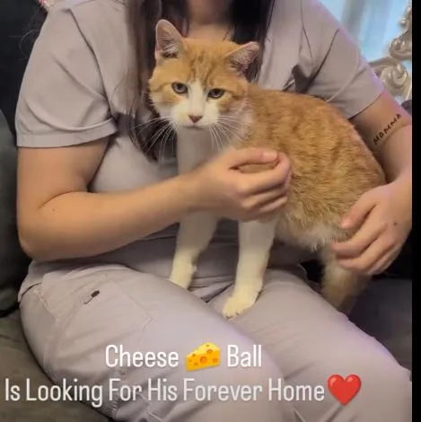 Cheeseball  Video!