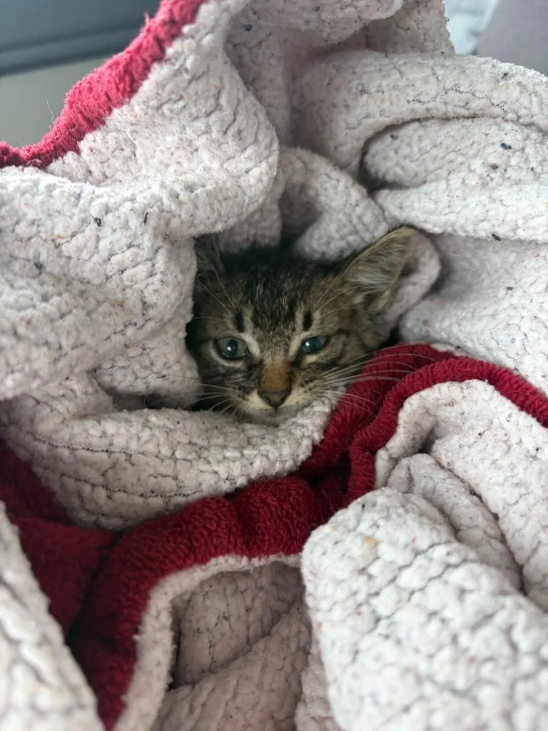 A baby small-sized male Domestic Short Hair cat named Memphis for adoption in Lockhart, TX