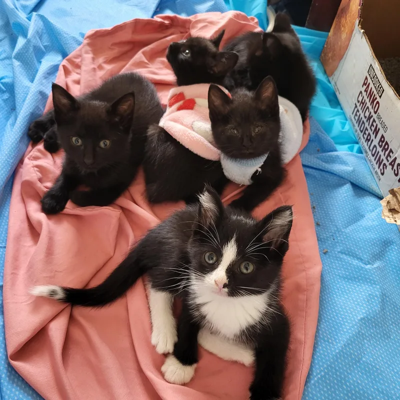 A baby small-sized male Black & White / Tuxedo American Shorthair cat named Keys for adoption in Milwaukee, WI