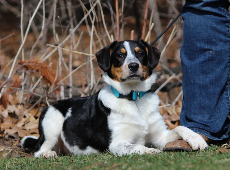 A baby medium-sized female Border Collie dog named Harbor for adoption in Portage, WI