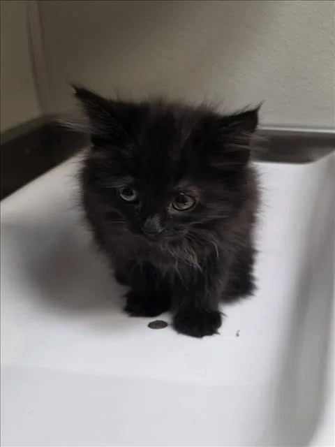 A baby small-sized female Domestic Medium Hair cat named Viola for adoption in Tracy, CA