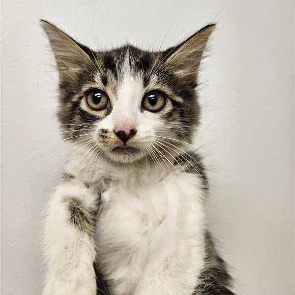 A baby small-sized male White Domestic Short Hair cat named Mozzarella for adoption in Jacksonville, FL