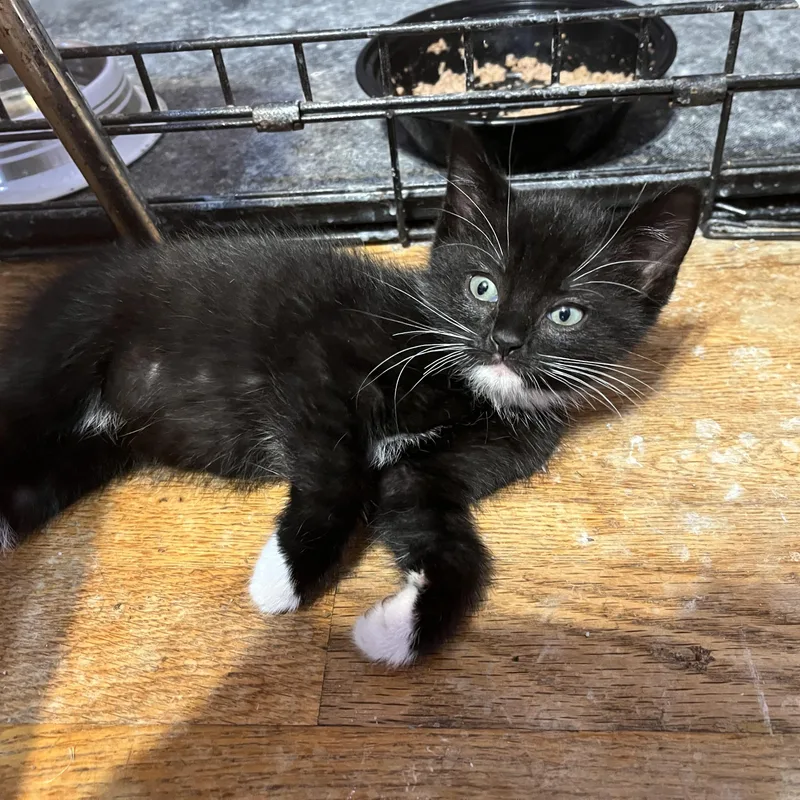 A baby medium-sized male Black & White / Tuxedo Domestic Short Hair cat named Olney for adoption in Woodbridge, VA