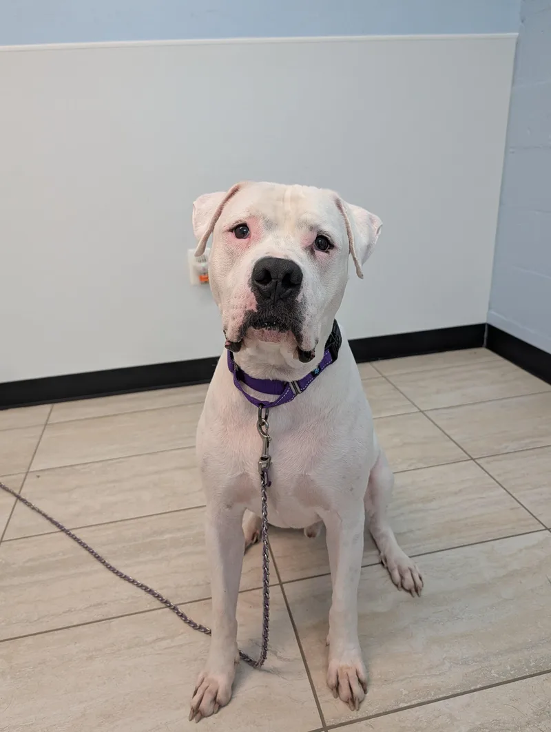An adult large-sized male American Bulldog dog named Morty for adoption in Reisterstown, MD