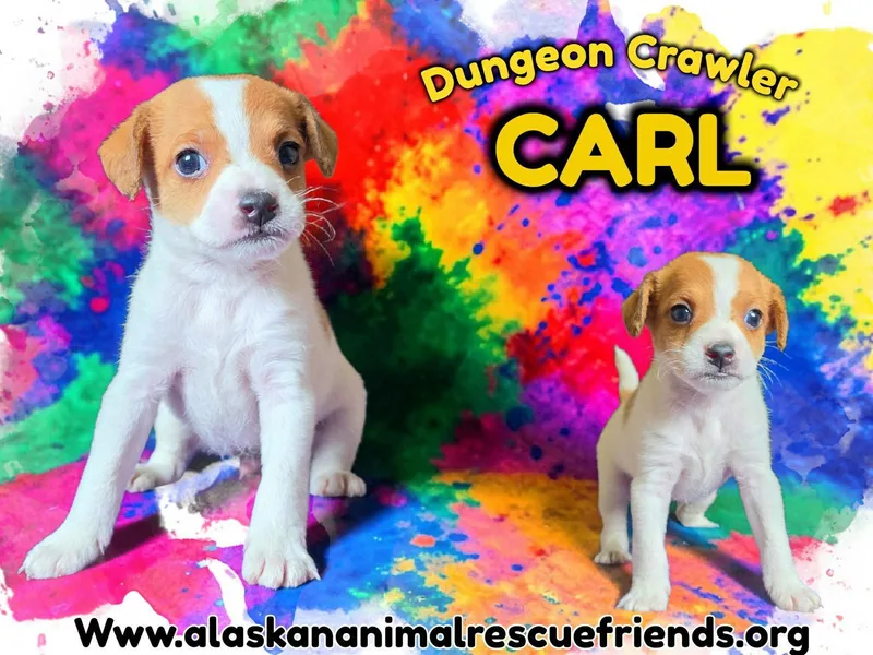A baby medium-sized male Corgi dog named Dungeon Crawler Carl for adoption in Anchorage, AK