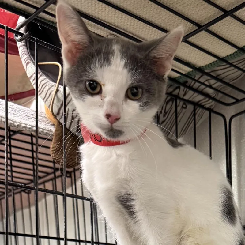 A baby small-sized female Gray / Blue / Silver Domestic Short Hair cat named Glory for adoption in Hamburg, NY