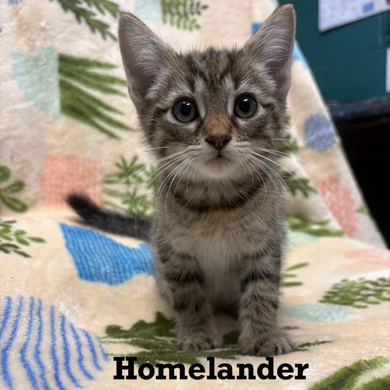 A baby small-sized male Domestic Short Hair cat named Homelander for adoption in Parkersburg, WV