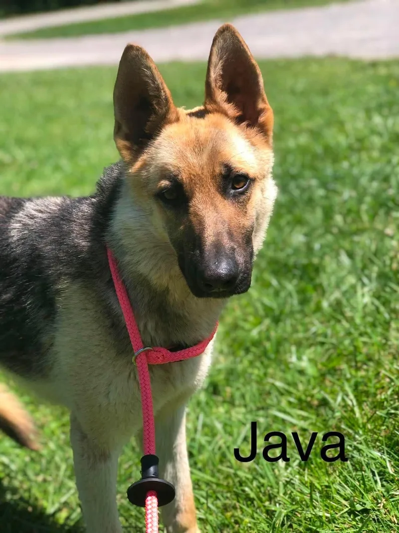 Java thumbnail 3