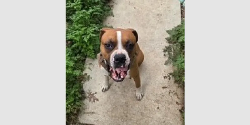 An adult medium-sized male Boxer dog named King Vi for adoption in Hewitt, TX