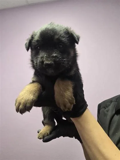 A baby large-sized male Black German Shepherd Dog dog named 60768651 for adoption in El Paso, TX